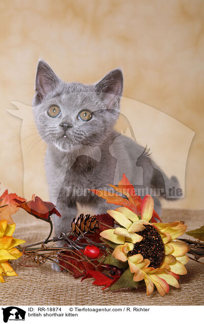 Britisch Kurzhaar Ktzchen / british shorthair kitten / RR-18874