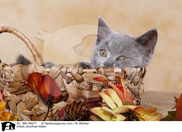 Britisch Kurzhaar Ktzchen / british shorthair kitten / RR-18877