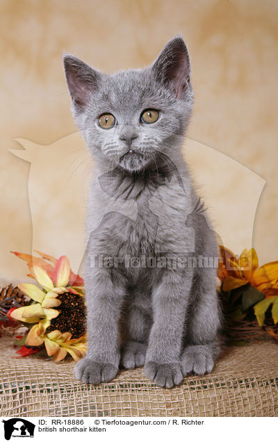 Britisch Kurzhaar Ktzchen / british shorthair kitten / RR-18886
