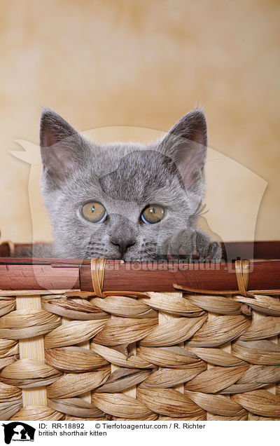 british shorthair kitten / RR-18892