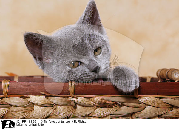 Britisch Kurzhaar Ktzchen / british shorthair kitten / RR-18895