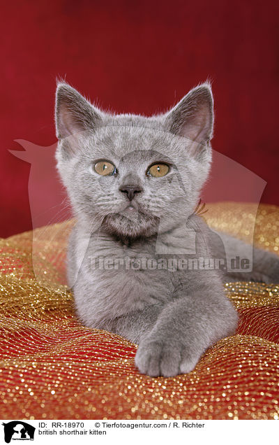 Britisch Kurzhaar Ktzchen / british shorthair kitten / RR-18970