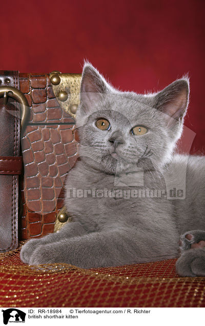 british shorthair kitten / RR-18984