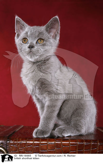 british shorthair kitten / RR-18985