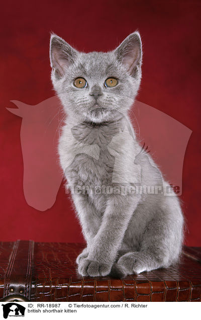 british shorthair kitten / RR-18987