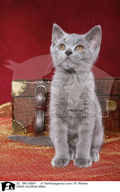 Britisch Kurzhaar Ktzchen / british shorthair kitten / RR-18991