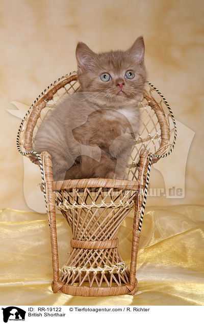 Britisch Kurzhaar / British Shorthair / RR-19122
