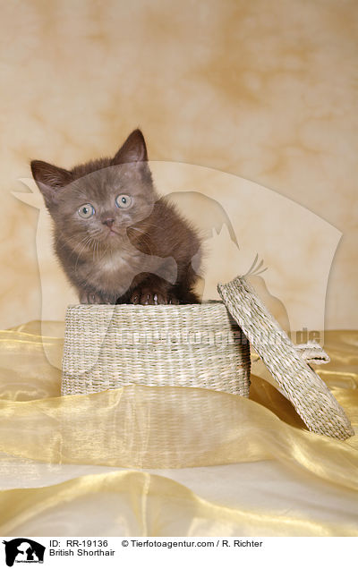 Britisch Kurzhaar / British Shorthair / RR-19136