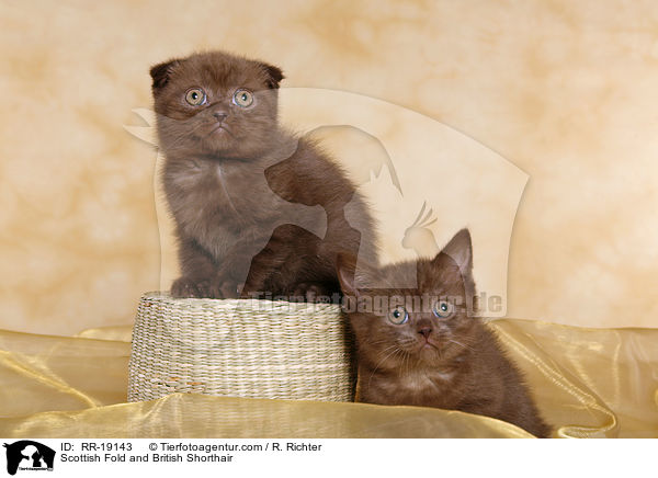 Scottish Fold & Britisch Kurzhaar / Scottish Fold and British Shorthair / RR-19143