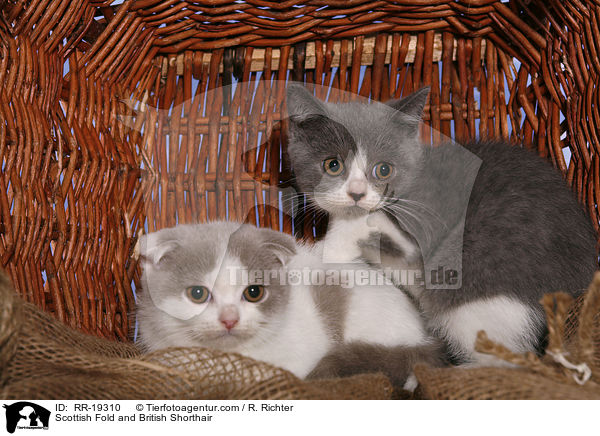 Scottish Fold & Britisch Kurzhaar / Scottish Fold and British Shorthair / RR-19310