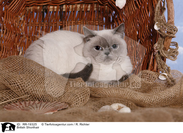 Britisch Kurzhaar / British Shorthair / RR-19325