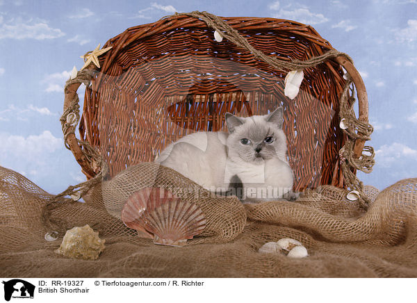 British Shorthair / RR-19327