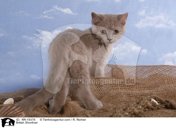 Britisch Kurzhaar / British Shorthair / RR-19376