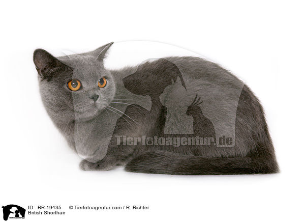 Britisch Kurzhaar / British Shorthair / RR-19435
