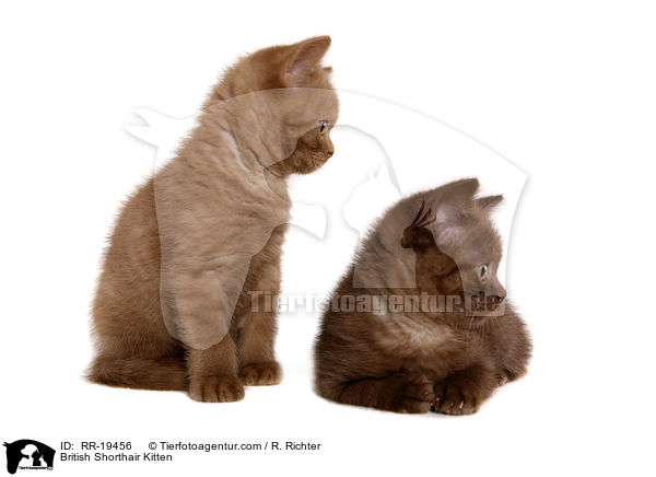 British Shorthair Kitten / RR-19456