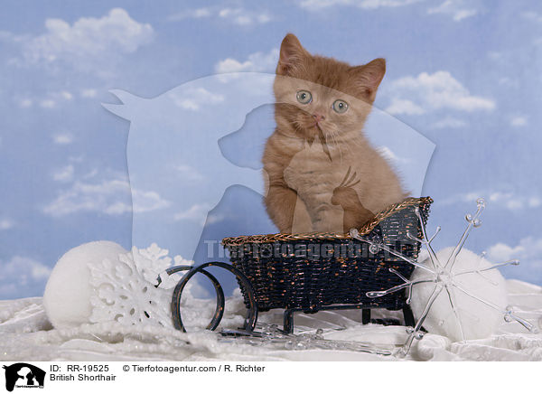 British Shorthair / RR-19525