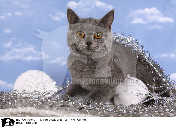 British Shorthair / RR-19545