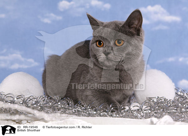 British Shorthair / RR-19546