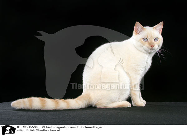 sitzender Britisch Kurzhaar Kater / sitting British Shorthair tomcat / SS-15536