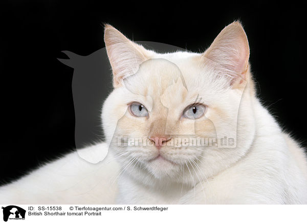 British Shorthair tomcat Portrait / SS-15538