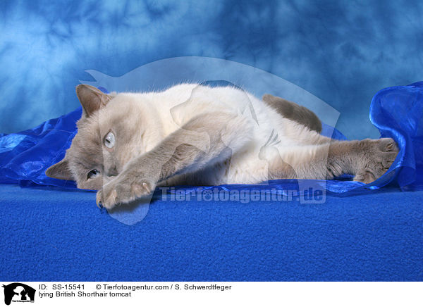 liegender Britisch Kurzhaar Kater / lying British Shorthair tomcat / SS-15541