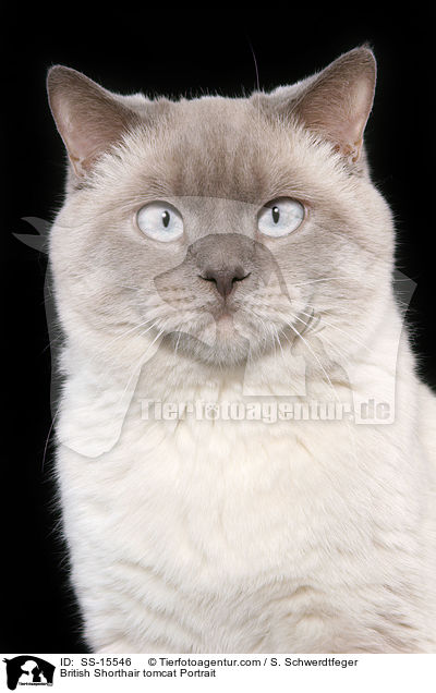 British Shorthair tomcat Portrait / SS-15546