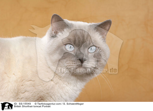 Britisch Kurzhaar Kater Portrait / British Shorthair tomcat Portrait / SS-15549