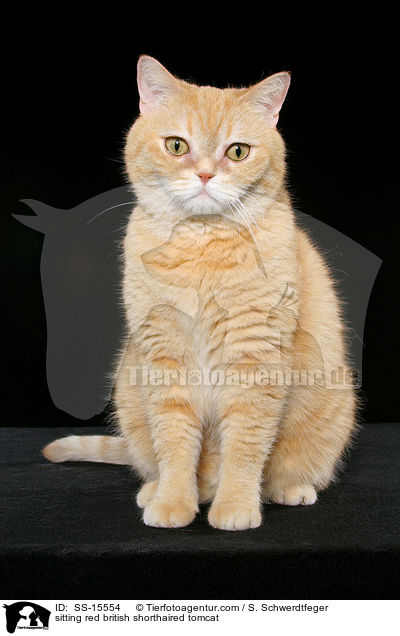 sitzender roter Britisch Kurzhaar Kater / sitting red british shorthaired tomcat / SS-15554