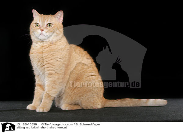 sitzender roter Britisch Kurzhaar Kater / sitting red british shorthaired tomcat / SS-15556