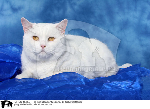 lying white british shorthair tomcat / SS-15558