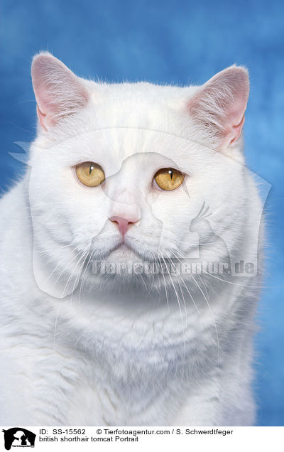 british shorthair tomcat Portrait / SS-15562