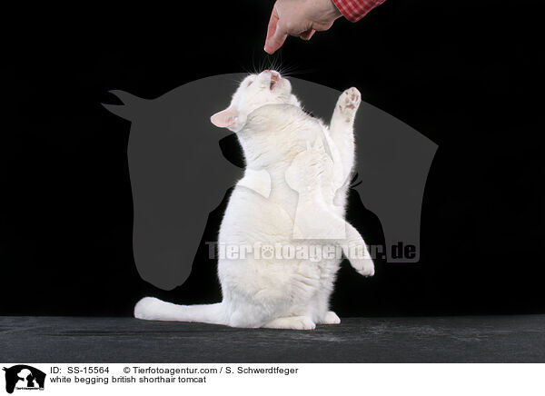 white begging british shorthair tomcat / SS-15564