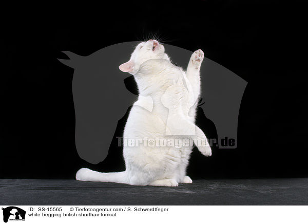 wei�er Britisch Kurzhaar Kater macht M�nnchen / white begging british shorthair tomcat / SS-15565
