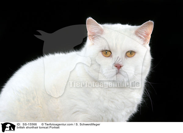 weier Britisch Kurzhaar Kater im Portrait / british shorthair tomcat Portrait / SS-15566