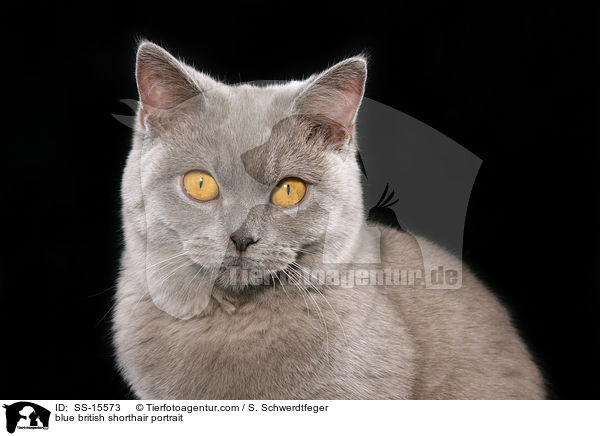 blue british shorthair portrait / SS-15573