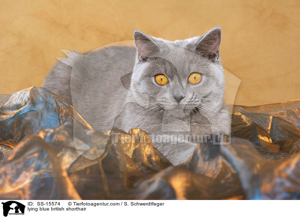 liegende blaue Britisch Kurzhaar / lying blue british shorthair / SS-15574