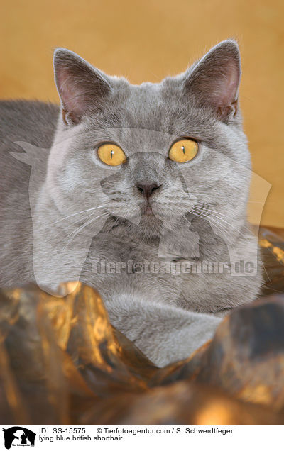 lying blue british shorthair / SS-15575