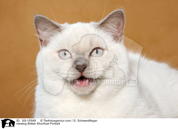 mewing British Shorthair Portrait / SS-15599