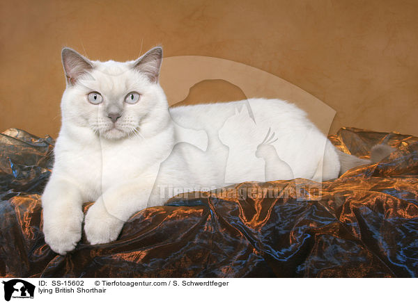 liegende Britisch Kurzhaar / lying British Shorthair / SS-15602