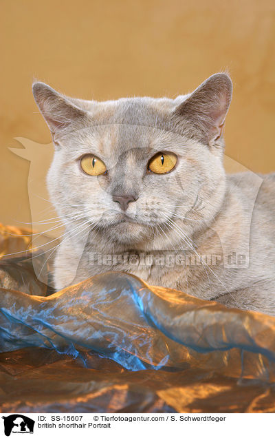 Britisch Kurzhaar Portrait / british shorthair Portrait / SS-15607