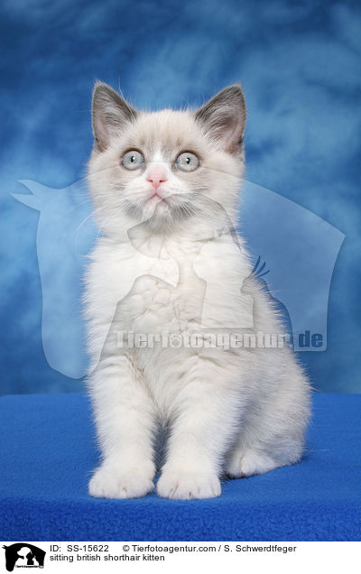 sitzendes Britisch Kurzhaar Ktzchen / sitting british shorthair kitten / SS-15622