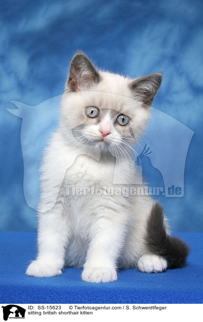 sitzendes Britisch Kurzhaar Ktzchen / sitting british shorthair kitten / SS-15623