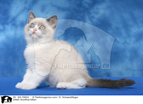 sitzendes Britisch Kurzhaar Ktzchen / british shorthair kitten / SS-15624