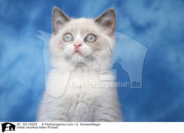 british shorthair kitten Portrait / SS-15625
