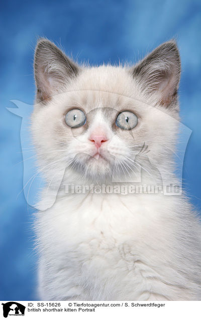 british shorthair kitten Portrait / SS-15626
