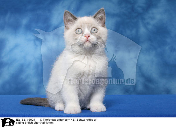 sitzendes Britisch Kurzhaar Ktzchen / sitting british shorthair kitten / SS-15627