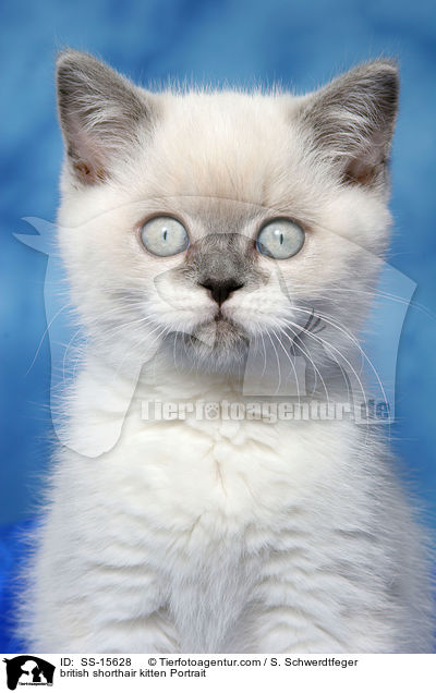 Britisch Kurzhaar Ktzchen Portrait / british shorthair kitten Portrait / SS-15628