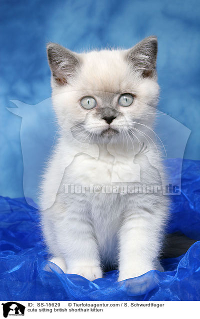 ses sitzendes Britisch Kurzhaar Ktzchen / cute sitting british shorthair kitten / SS-15629