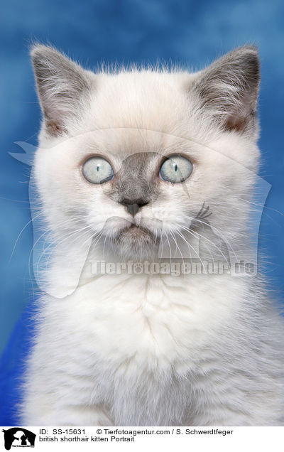 british shorthair kitten Portrait / SS-15631