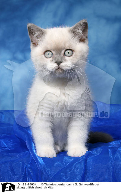 sitting british shorthair kitten / SS-15634